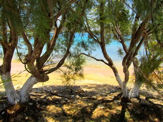 Trees on the beach, white beach on Antiparos, Cyclades, Greece