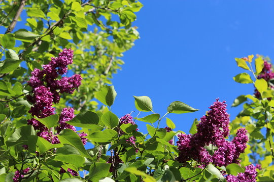 Fototapeta flowers of lilac on the big bush