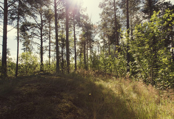 Fototapeta na wymiar Sunny day in forest