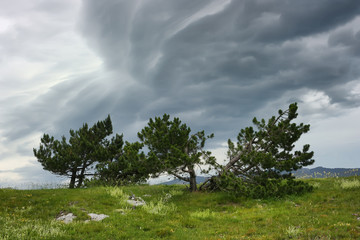 Approaching storm in the mountains. Dramatic storm scene with pines on the mountain pasture.
