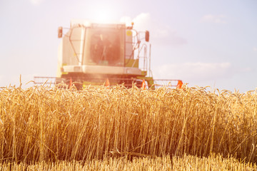 Combine harvester in action on wheat field