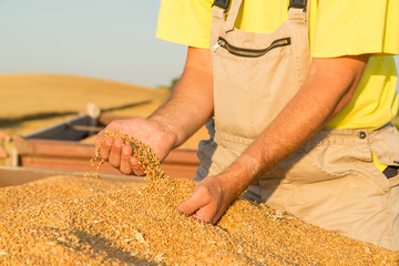 Farmer inspecting freshly harvested wheat grains