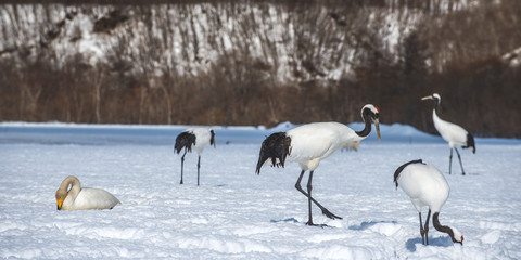 Japanese Crane walk
