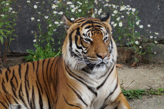 Tiger - Closeup