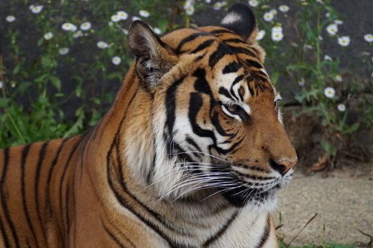 Tiger - Closeup