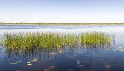 Panorama of green reed grow in a lake - obrazy, fototapety, plakaty