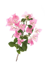Pink blooming bougainvilleas on white background