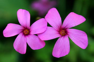 Fleurs violettes 