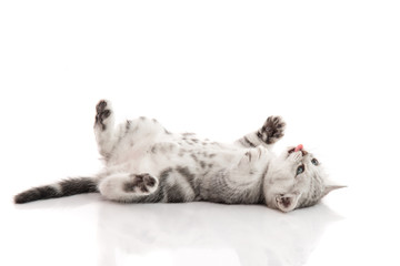 Cute kitten lies on his back and plays on a white background - Powered by Adobe