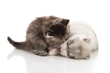 Cute tabby kitten kissing cute puppy  on white background