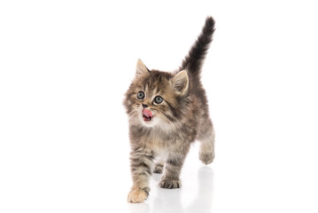Cute kitten licking lips up on white background
