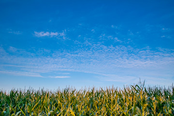 Beautiful sunset, skyline and corn field