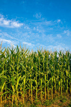 Beautiful sunset, skyline and corn field
