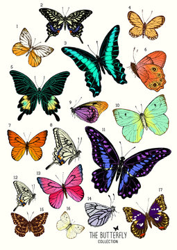 Large Collection of Butterflies, hand drawn set isolated.Vector illustration
