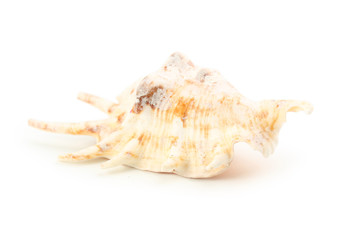 Sea shell isolated on white