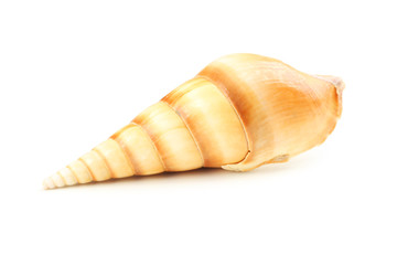 Sea shell isolated on white