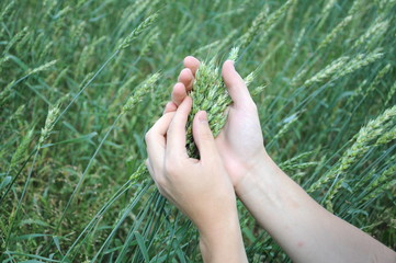 Natural wheat green sprouts in farmer hands