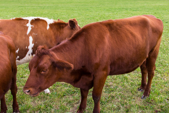 cows in the field in green meadow farm