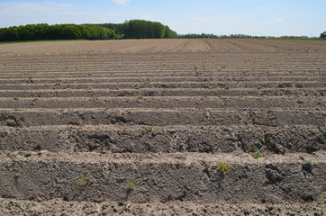 plowed field