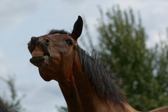 Flehmen