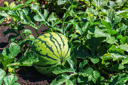 Watermelons On The Green Melon Field