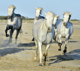 Fototapeta na wymiar Running White horses 