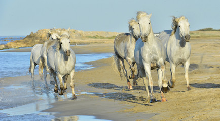 Running White horses through water