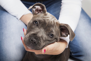 The puppy dog of Pit bull in woman's hands