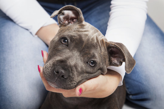 The puppy dog of Pit bull in woman's hands
