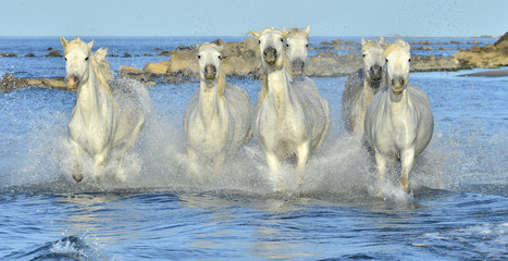 Fototapeta premium Stado koni rasy White Camargue biegnących przez wodę