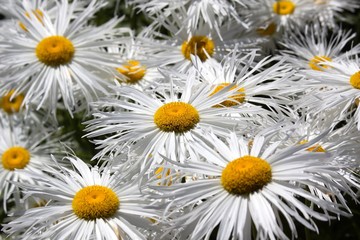 Fototapeta premium Chamomile