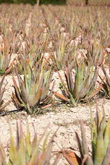 Aloe Vera: plantation of medicinal aloe vera in the farm