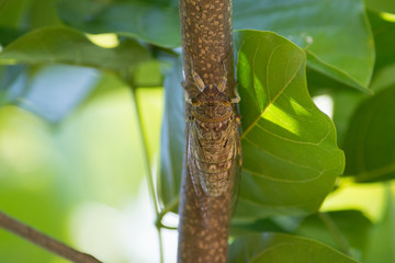 Cicada in tree