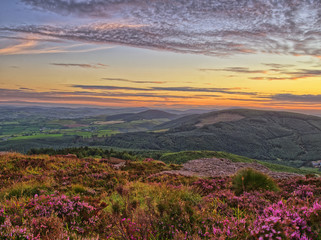 Fototapeta premium Sunset flowers.