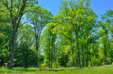 Green trees are in the forest in summer