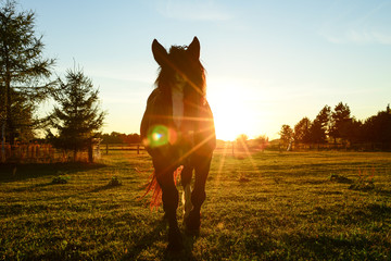 Pferd vor Sonnenuntergang 