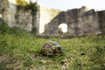 Box Turtle crawling on a green grass between ancient walls of Miletus city