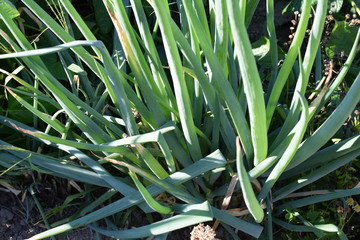 Obraz premium ネギの栽培