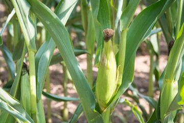 Fototapeta premium Corn in detail