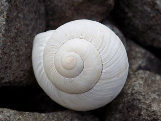 Fototapeta na wymiar Snail conch