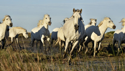 Herd of White Camargue horses running through water