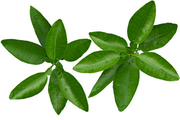 Citrus Leaf