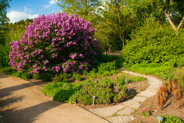 Purple bush in Prague Botanical garden Troja