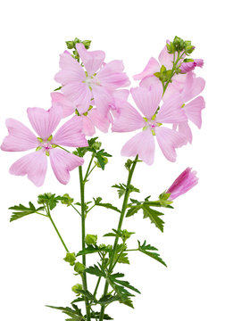 Malva Moschata Flower