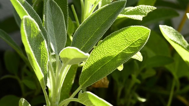 Salbei, Salvia, officinalis, Heilpflanze und Gew&uuml;rz