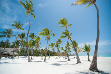Fototapeta premium Palms at Juanillo beach in Dominican republic
