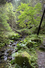 Creek in the Wilderness of Slovakia Mountains Low Tatras