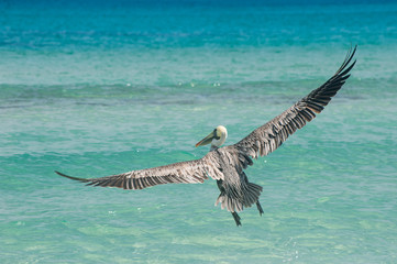 Pelican flying