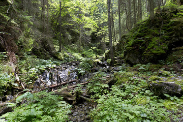 Fototapeta na wymiar Creek in the Wilderness of Slovakia Mountains Low Tatras