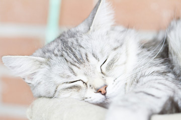 silver cat, sleeping on the post